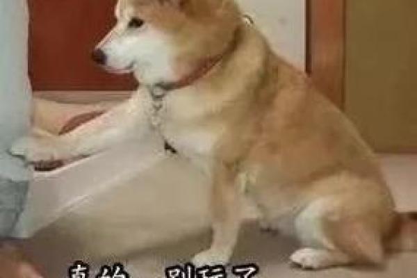 想知道破釜沉舟打一动物正确答案的具体解析和由来