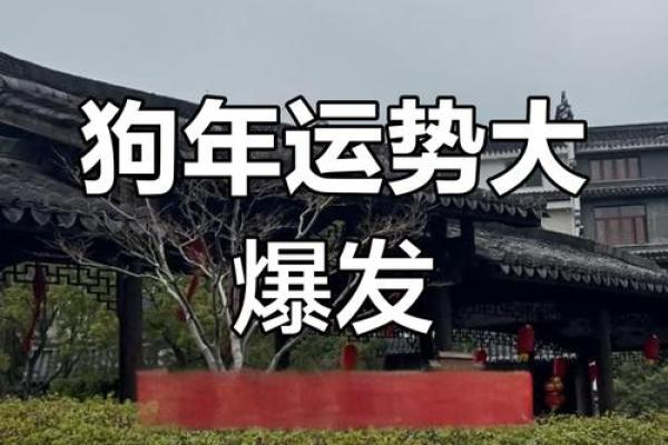 2025年属狗人每月运势运程完整版，精准预测吉凶与得把眼睛擦亮了