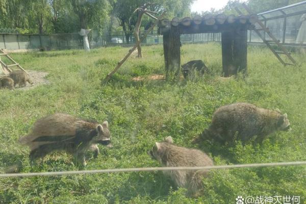 野外小憩是什么生肖