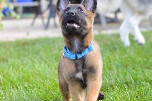 ‌声色犬马打一生肖 → 犬‌（犬马声色，奢靡沉沦）
