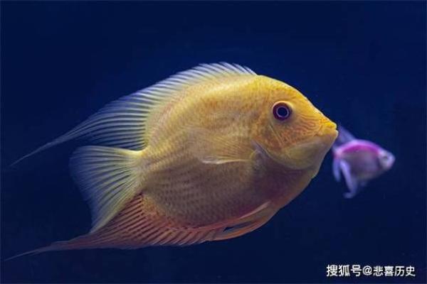 什么属相忌水不能养鱼 什么属相忌水不能养鱼类