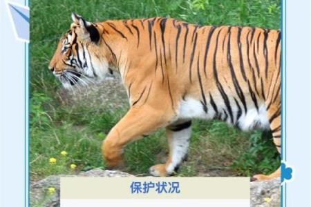 百战着个名称在动物界中具体对应的是哪一个物种