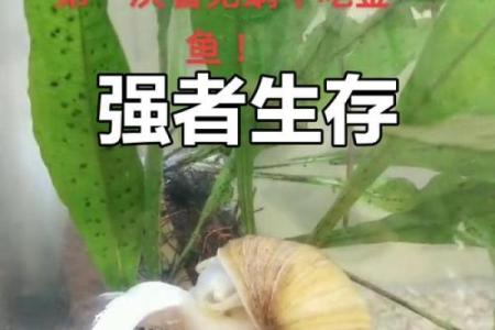 弱肉强食是什么生肖(弱肉强食是什么生肖百度知道)