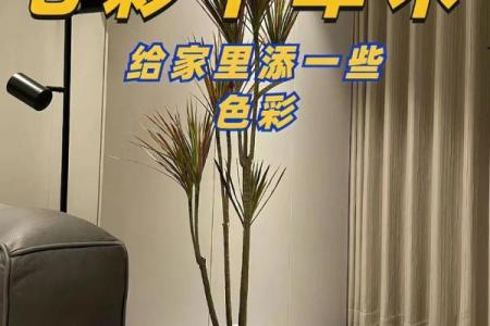 千年木最忌三种属相 千年木放客厅大忌