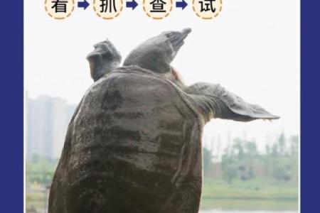 不能手提三四往是什么生肖 手不能提是成语吗