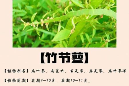 竹节最忌三种属相 竹节里面有什么