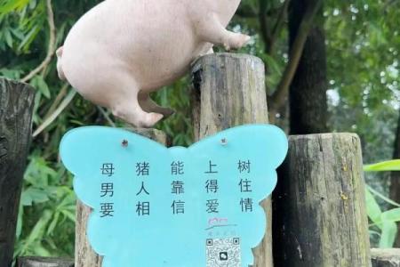 母猪上树打一生肖的正确答案及详细解析说明