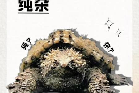 为什么养鳄龟不吉利 养鳄龟吉利吗