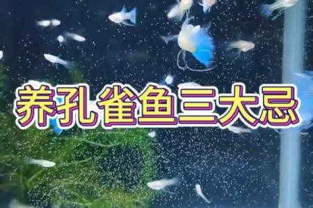 为什么养三条鱼不吉利 养鱼为什么养三条