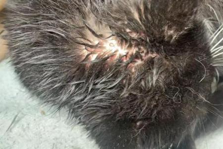 被猫咬了是不是不吉利 被猫咬了第二天肿了怎么办