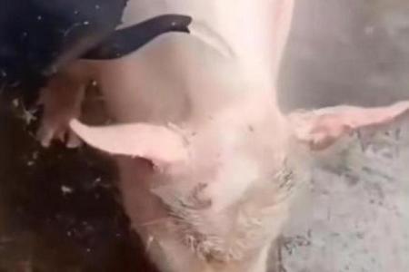 死猪不怕开水烫是什么生肖