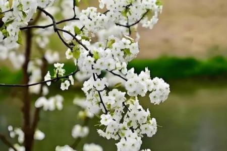 雨打梨花打一准确生肖(雨打梨花打一个生肖)