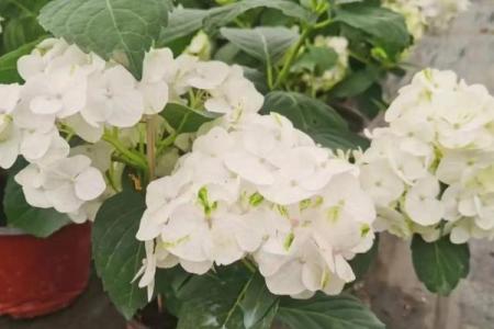 白色绣球花为什么不吉利 白色绣球花的养殖方法