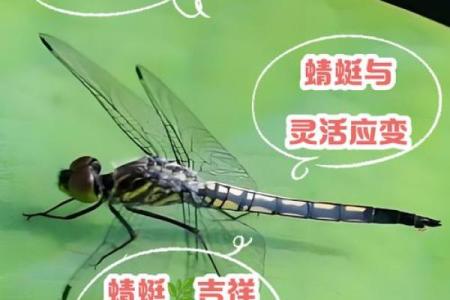 蜻蜓最忌三种属相是什么 蜻蜓最害怕什么动物