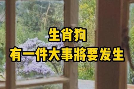 引狗入寨打一生肖
