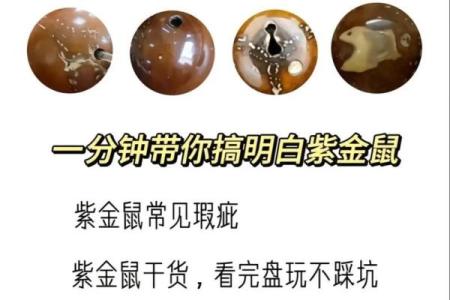 紫金鼠什么属相不能佩戴 紫金鼠佩戴禁忌