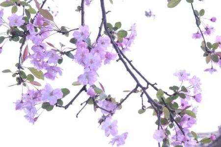 樱花为什么不吉利 樱花为什么不能放家里