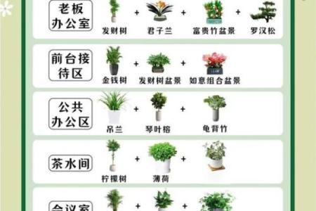 办公室绿色植物的摆放与风水的关系 办公室植物的摆放与风水