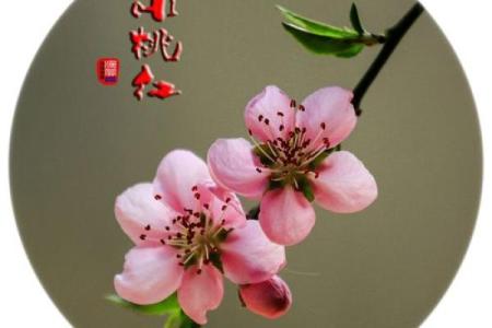 桃花是什么生肖(桃花是什么生肖)