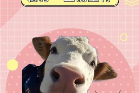 传统习俗中披红挂彩代表什么生肖，如何正确使用？