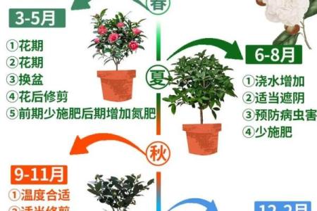 茶花不吉利的原因 茶花不能完全开放是怎么回事
