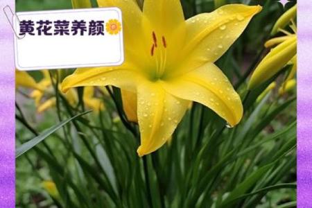 家里种黄花菜吉利吗 家里种黄花菜吉利吗视频