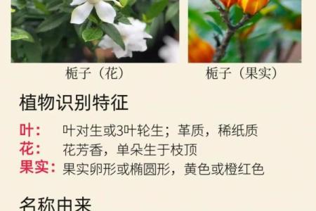 栀子花为啥不吉利,有什么寓意和传说 栀子花有什么讲究