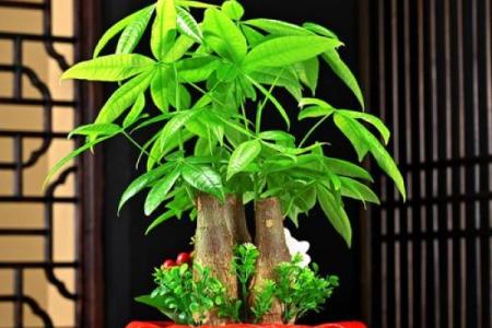 财神位置摆放什么绿植最好 财神位置摆放什么更招财