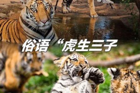 杂七杂八指的是什么生肖，有没有具体的动物代表含义？