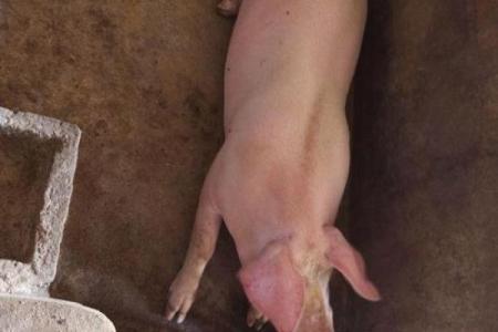 ‌报团取暖打一生肖 → 猪（猪崽偎依，抱团御寒）‌