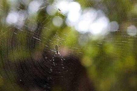 天罗地网打一准确动物 天罗地网把你捉打一生肖