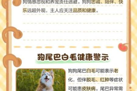 小狗白尾巴尖是不是不吉利 狗白尾巴尖怎么弄掉