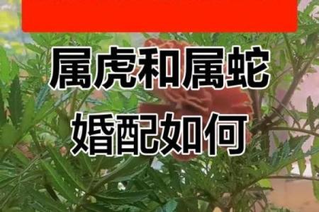 属虎男婚配哪个属相最好 属虎男和什么属婚姻最配