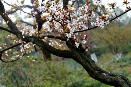 春风细雨指什么生肖