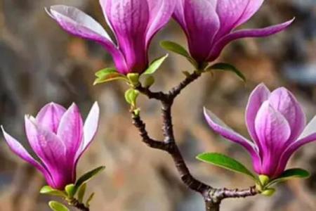 玉兰花到底是吉利还是不吉利 玉兰花吉利吗