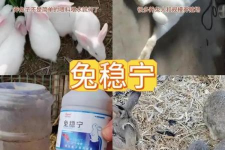 养兔兔对家里不吉利 养兔兔对家里不吉利吗