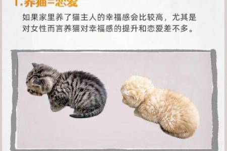 什么属相不能养猫 什么属相不能养猫和狗