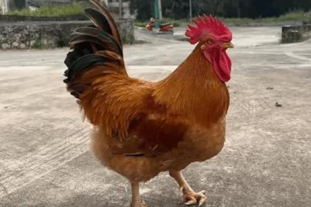 邻鸡惊晓是指什么生肖