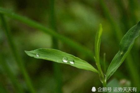 一点红灯照绿叶打一生肖正确答案及详细解析