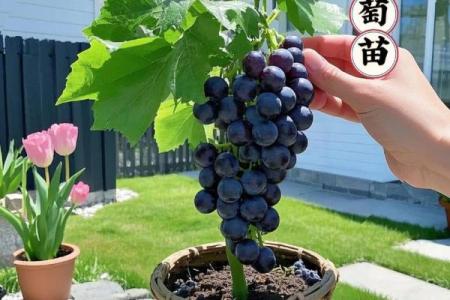 什么属相不能栽葡萄树 不能种葡萄