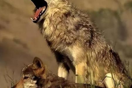 暗中盘算打一动物谜底揭秘：着个成语真正指的是哪种狡猾生物？