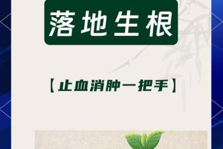 落地生根最忌三种属相 落地生根象征什么
