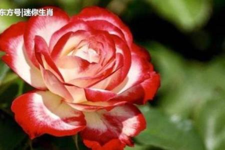 天生一见钟情是什么生肖 天生一见钟情猜生肖