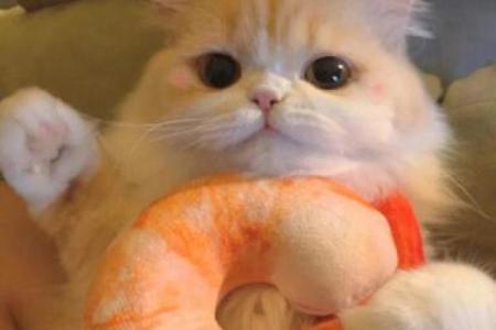 猫做头像为什么不吉利 猫做头像的女生很危险