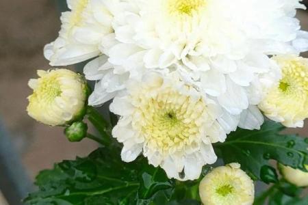 白菊花是不是不吉利 白菊花寓意不好吗