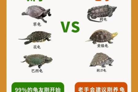 什么属相女人不能养龟 养龟放在什么位置最佳