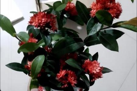龙船花为什么不吉利 龙船花是什么科