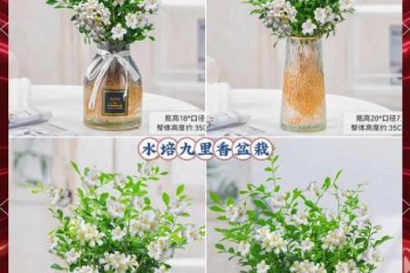 九里香什么属相不能养 九里香属性风水寓意