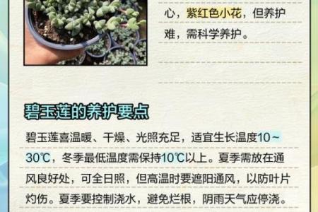 碧玉花为啥不吉利 碧玉花有什么寓意
