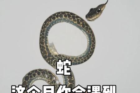 ‌入木三分是什么生肖 → 蛇‌（蛇芯如锥，洞察入微）